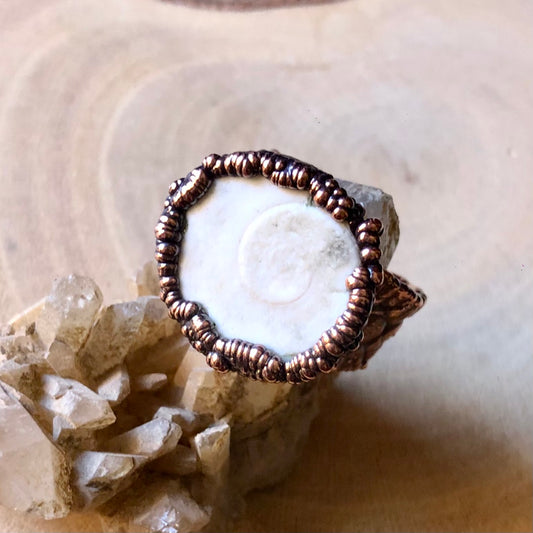SHIVA EYE SHELL