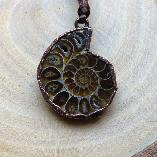 AMMONITE