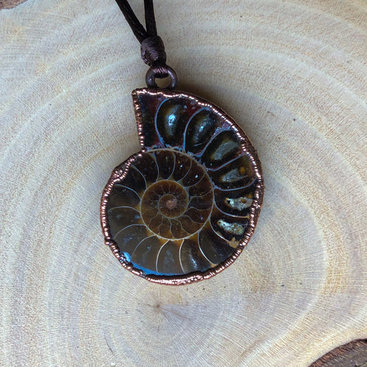 AMMONITE