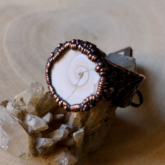 SHIVA EYE SHELL