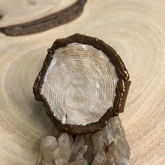 NUMMULITE FOSSIL
