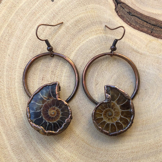 AMMONITE