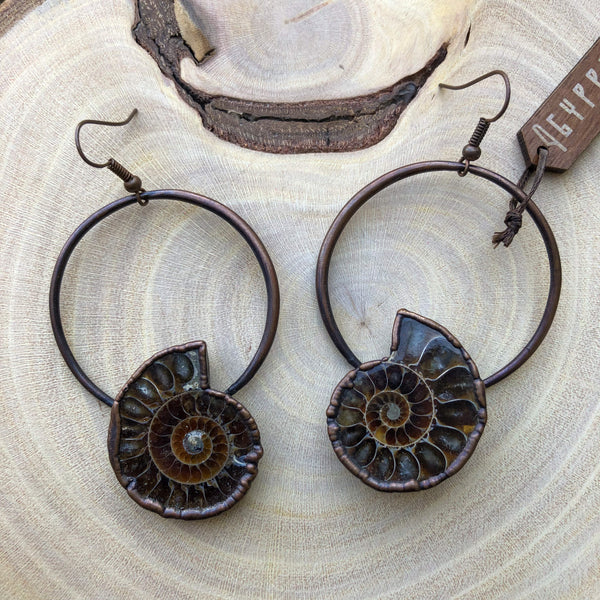 AMMONITE